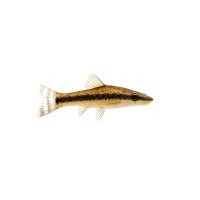 FISCH Zierfisch Otocinclus arnoldi ML-L (Paraguay)
