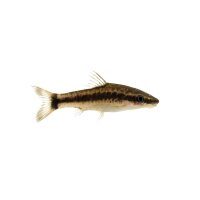 FISCH Zierfisch Otocinclus macrospilus L-XL
