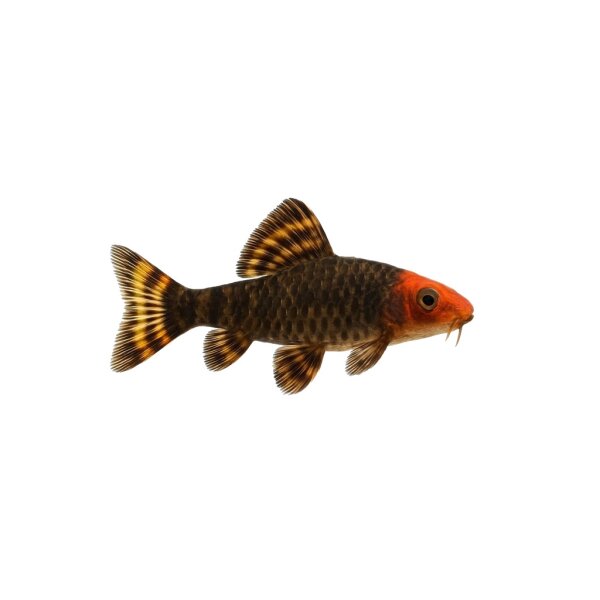 FISCH Zierfisch L014 Sonnenwels 5-6