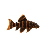 FISCH Zierfisch L018 Orangesaum Pleco 10-12