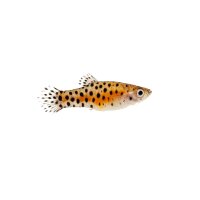 FISCH Zierfisch L020 Polka-Dot 5-7