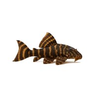 FISCH Zierfisch L027 Royal Pleco Xingu 10cm