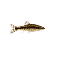 FISCH Zierfisch Zebra Otocinclus L (Otocinclus cocama)