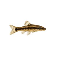 FISCH Zierfisch Otocinclus mimulus L-XL
