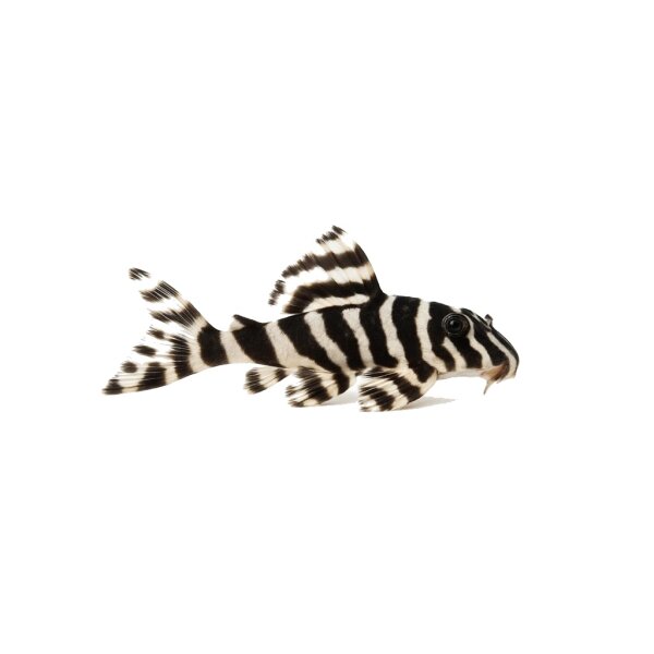 FISCH Zierfisch L046 Hypancistrus zebra 8-10