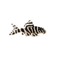 FISCH Zierfisch L046 Hypancistrus zebra 8-10