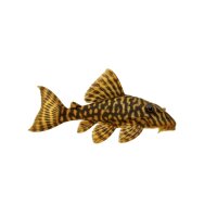 FISCH Zierfisch L047 Magnum Pleco 8-10