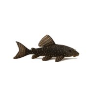 FISCH Zierfisch Lanzenharnischwels WF. 8-10