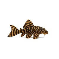FISCH Zierfisch L066 King-Tiger Pleco 10-12