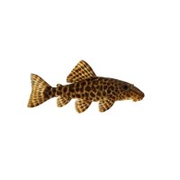 FISCH Zierfisch L075 Parapleco 6-8