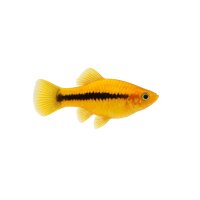 FISCH Zierfisch L081 Baryan. Yellowseam 10-12