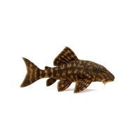 FISCH Zierfisch L090C Panaque sp. Papa 12cm