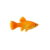 FISCH Zierfisch L106 Orange Fin 10-12