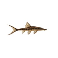 FISCH Zierfisch Sturisoma panamense DNZ 5-6