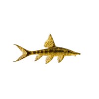 FISCH Zierfisch Sturisoma aureum DNZ 7-8