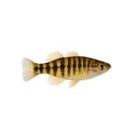 FISCH Zierfisch L129-4 Kolumb. Zebrawels 4-6