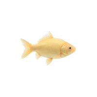 FISCH Zierfisch Albino Gold Sturi. aureum 5-6