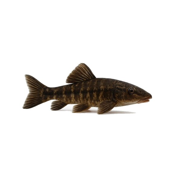 FISCH Zierfisch L148 Chaestostoma Joropo 4-5
