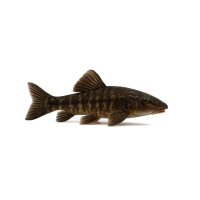 FISCH Zierfisch L148 Chaestostoma Joropo 4-5