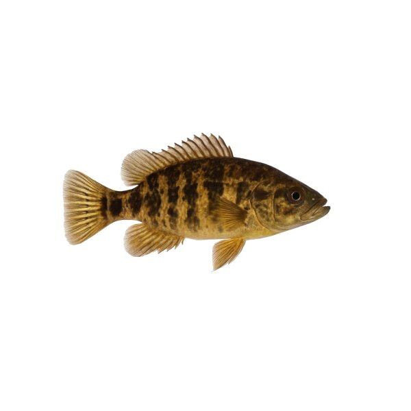FISCH Zierfisch L160 Pseudac. spinosus 15-18
