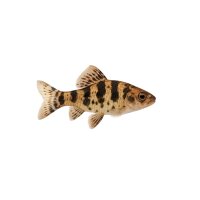 FISCH Zierfisch L167 Punkt. Cochliodon 10-12