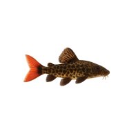 FISCH Zierfisch Rotaugen Deltaschwanzwels 8-9