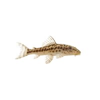 FISCH Zierfisch L183 Weiss-Saumancistrus 8cm