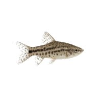 FISCH Zierfisch Silberprachtwels/Engelswels 5-6cm