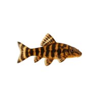 FISCH Zierfisch L199 Orinoco Tigerharischwels 10-12cm