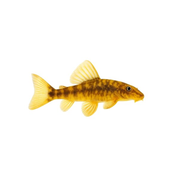 FISCH Zierfisch L200a Gelber Phantomwels Hifin 5-7cm