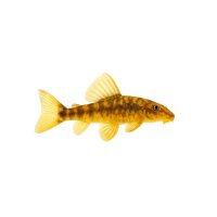 FISCH Zierfisch L200a Gelber Phantomwels Hifin 5-7cm