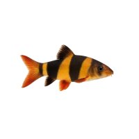 FISCH Zierfisch Assam-Clownwels WF. 5-6 (Gagata cenia)