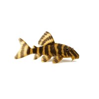 FISCH Zierfisch L226 Panaqolus changae 10-12