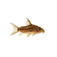 FISCH Zierfisch Deltaflügel-Zwergwels ML