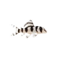 FISCH Zierfisch L236 White Hypancist. sp. 6-7 (DNZ)