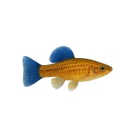 FISCH Zierfisch L239 Blue Fin Ancistrini sp. 8-9cm