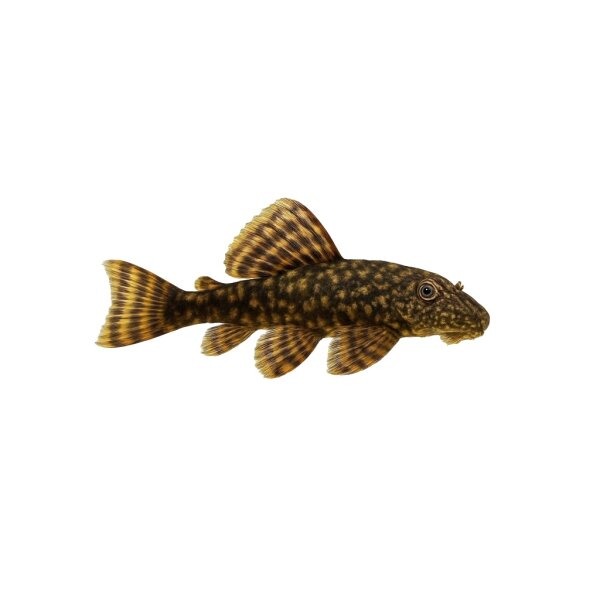 FISCH Zierfisch L259 Pseudoancistrus sp. 8-10