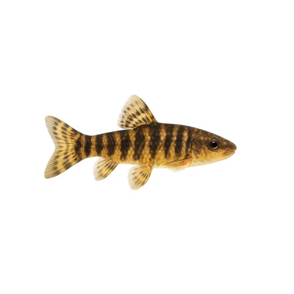 FISCH Zierfisch Afr. Glasstr. Wels XL Etropiella debauwi