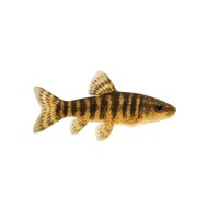 FISCH Zierfisch Afr. Glasstr. Wels XL Etropiella debauwi