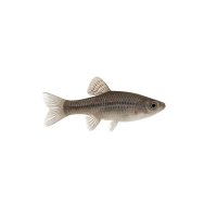 FISCH Zierfisch L264 Leporac.sp.Grey 10-12