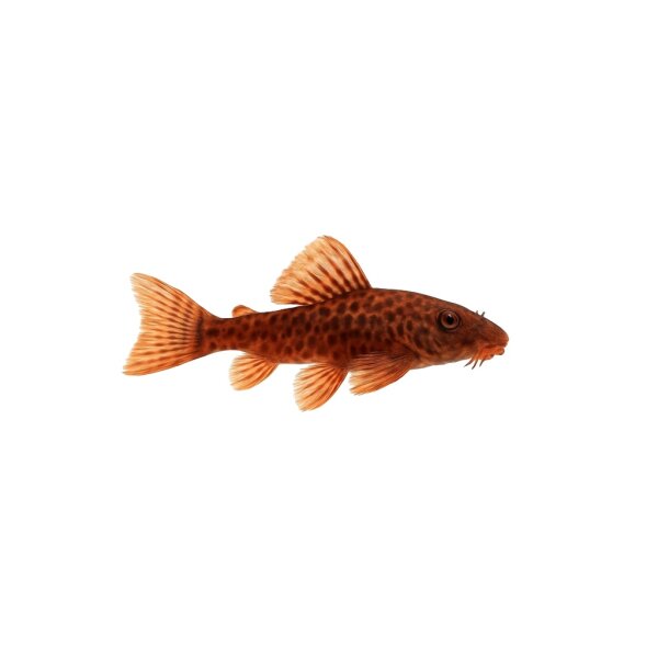 FISCH Zierfisch LDA16 Rot Brauner Antennwels DNZ 3,5-4cm