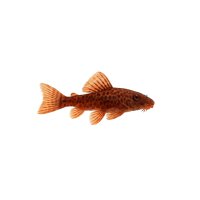 FISCH Zierfisch LDA16 Rot Brauner Antennwels DNZ 3,5-4cm