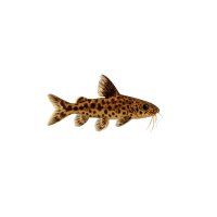 FISCH Zierfisch Synodontis arbiliniata 10-12 spec....