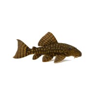 FISCH Zierfisch L330 Panaque spec. 20cm