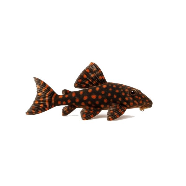 FISCH Zierfisch LDA31 Panaqolus Red Spots 10-12cm