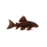 FISCH Zierfisch LDA31 Panaqolus Red Spots 10-12cm