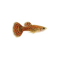FISCH Zierfisch L333 New Queen Arabesque DNZ 4-5cm