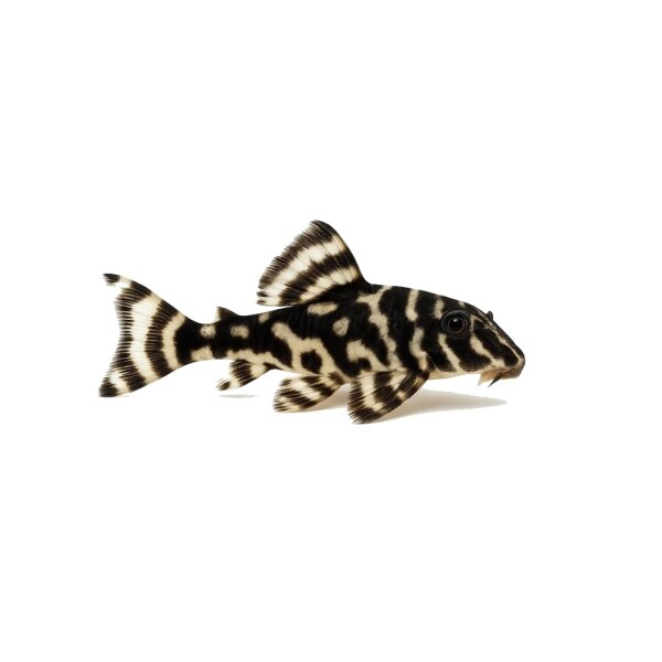 FISCH Zierfisch L333 Hypancistr. sp.Xingu 8-10