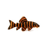 FISCH Zierfisch L340 Mega Clown Plec 6-7