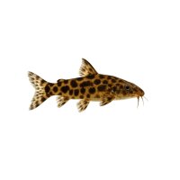 FISCH Zierfisch Microsynodontis batesi ML